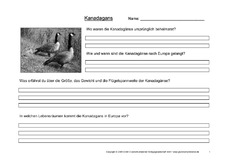 Arbeitsblatt-Kanadagänse-1.pdf